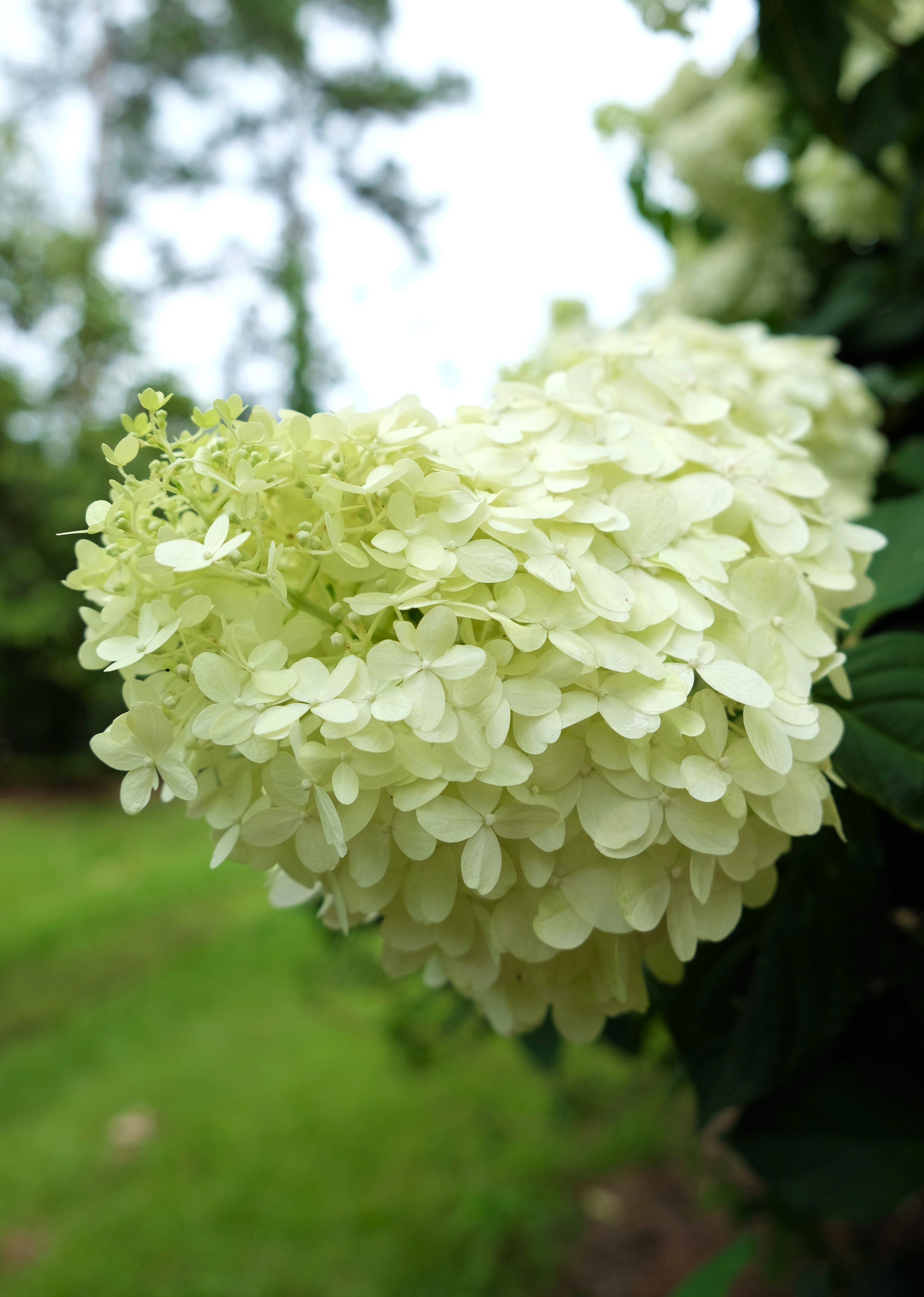 Louisiana Super Plants  Limelight Panicle Hydrangea  (Hydrangea paniculata Limelight)